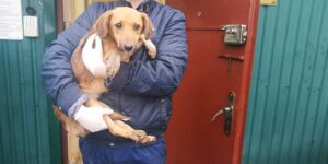 В Днепр из харьковского приюта привезли обратно 25 собак (фото)