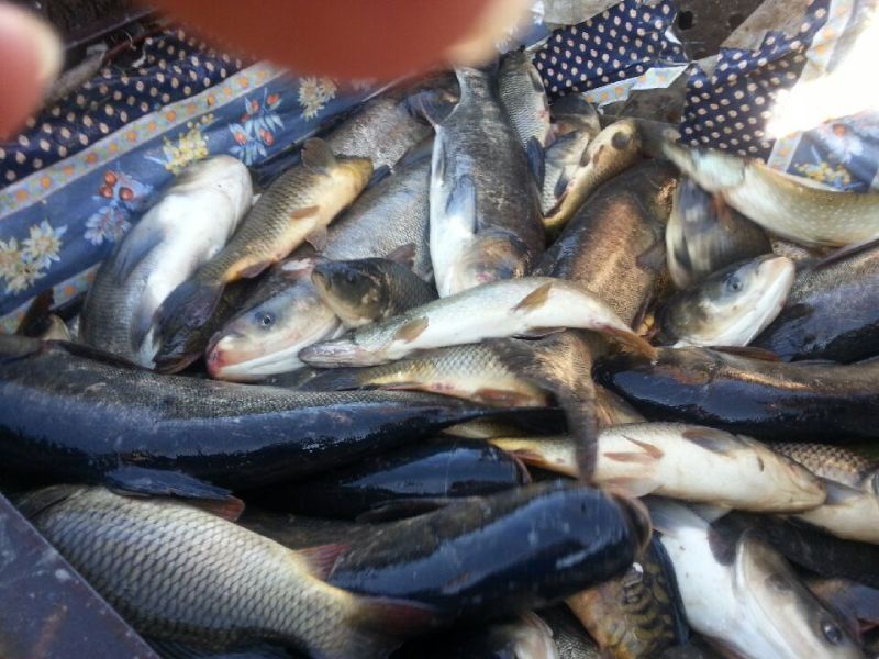fish