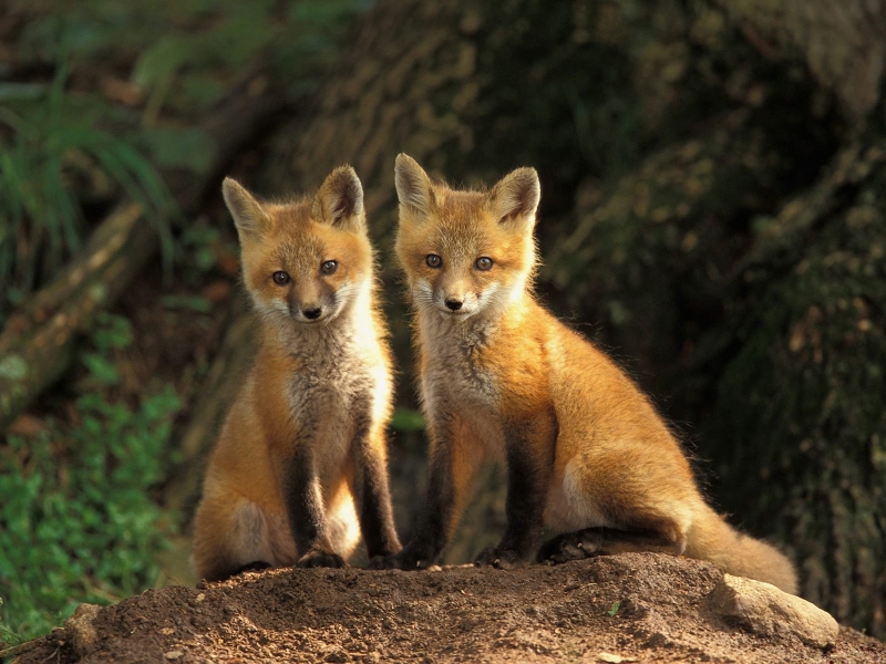 fox3_1600x1200