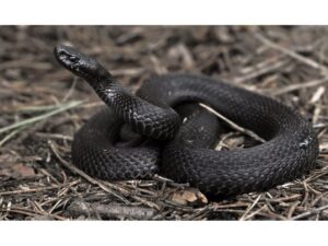 гадюка, фото из открытых источников