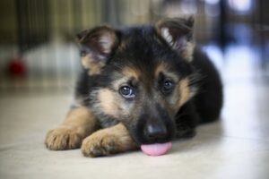 german-shepherd-puppies-wallpaper-7