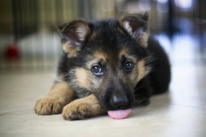 german-shepherd-puppies-wallpaper-7