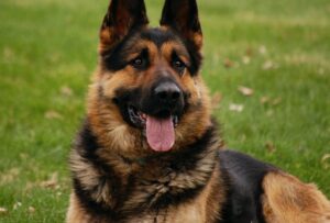 german_shepherd2