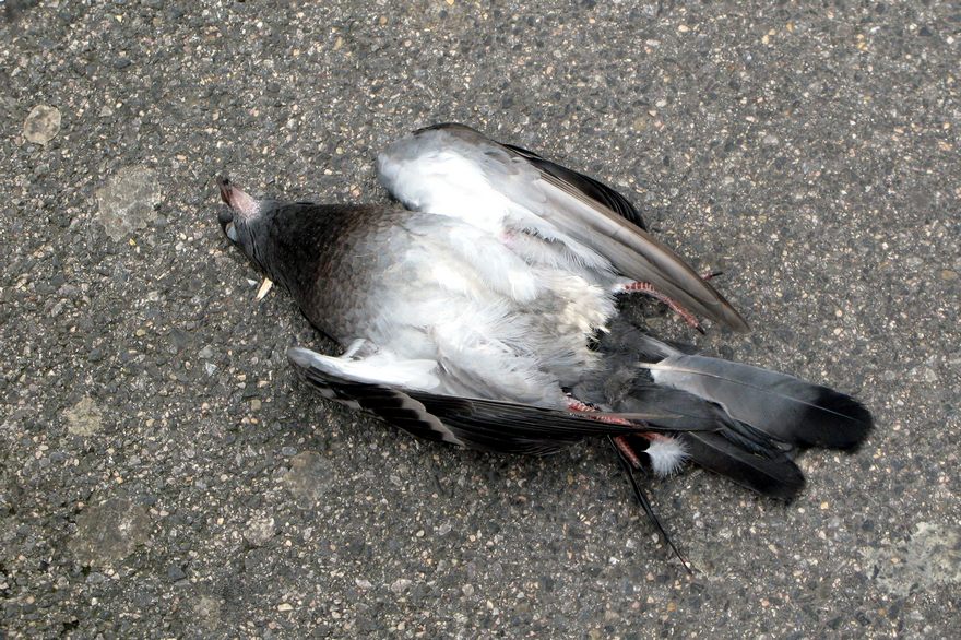 мертвый голубь, фото из открытых источников