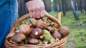 грибы, фото из открыытх источников