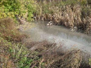 грязь на берегу водоема, фото из открытых источников