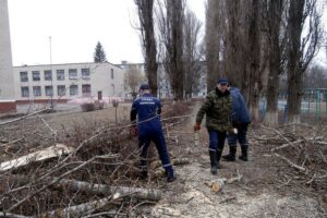 дерево упало