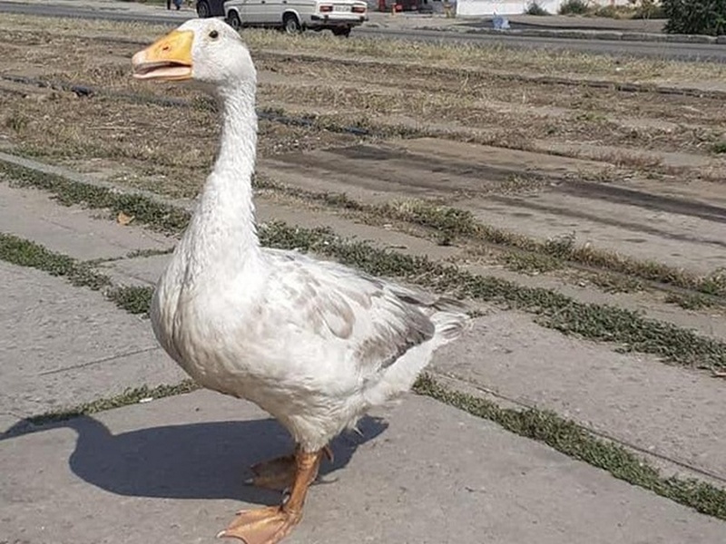 gus_2