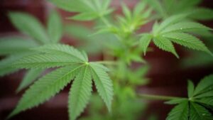 В Калифорнии пройдет выставка марихуаны