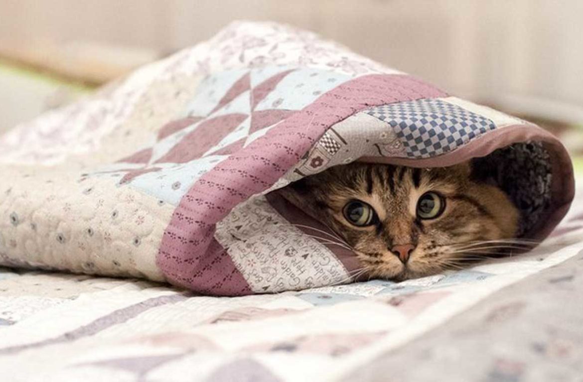 Холод