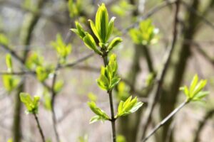 holodnaya_vesna_751x501