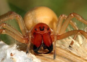 ядовитый паук