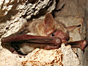 летучая мышь