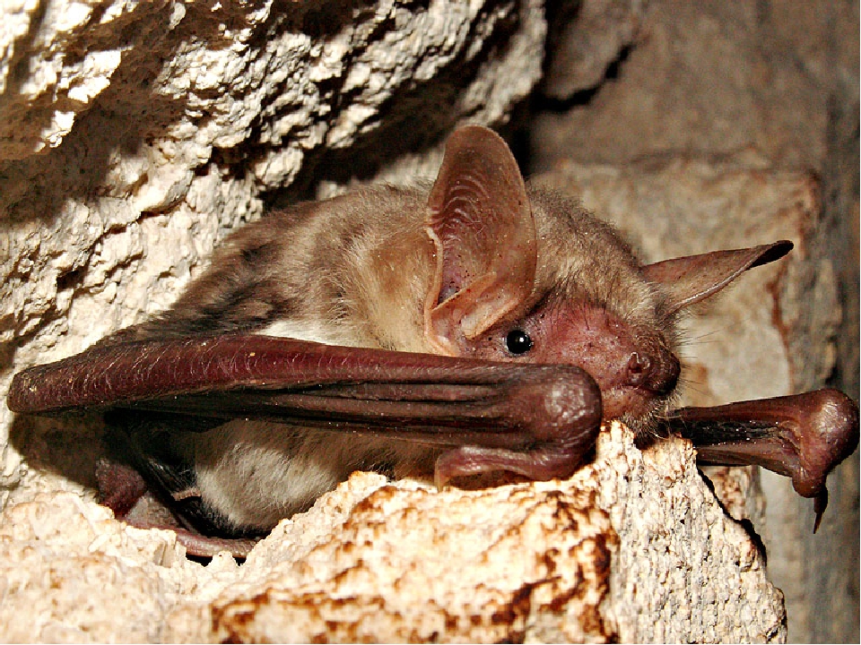 летучая мышь