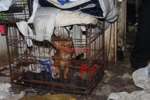 «Собачий концлагерь» в центре Каменского