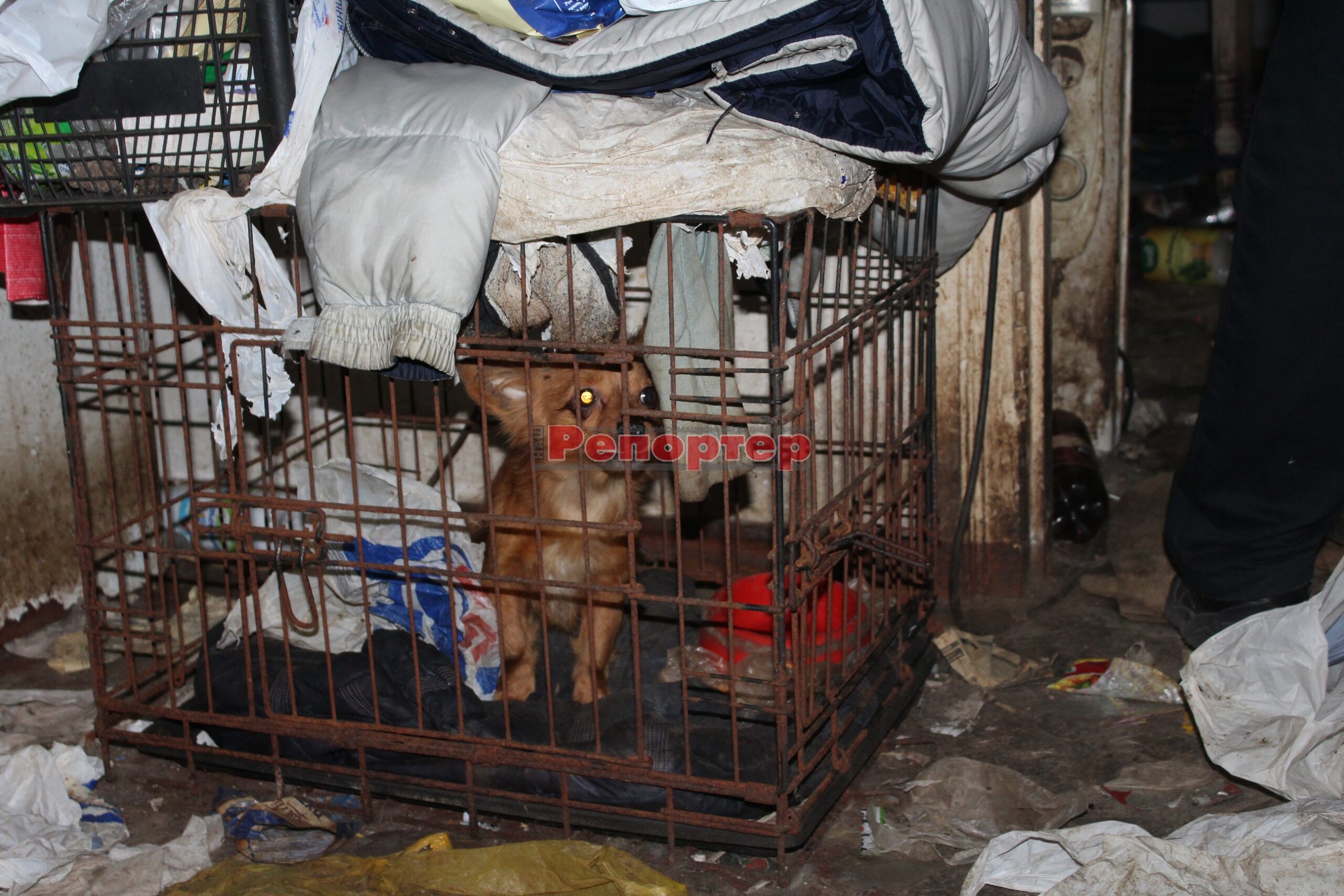 «Собачий концлагерь» в центре Каменского