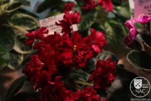 Фиалки Днепр