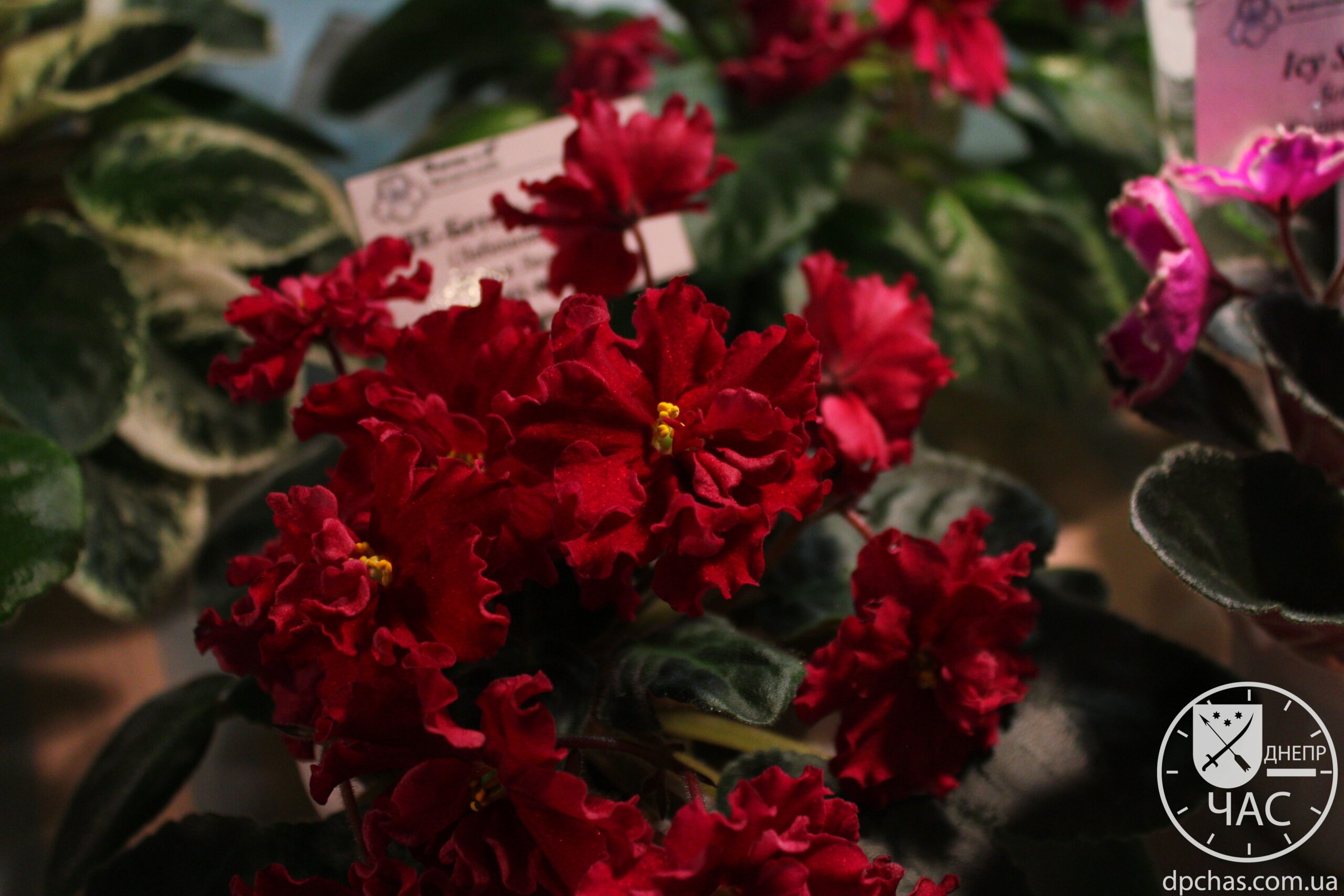 Фиалки Днепр