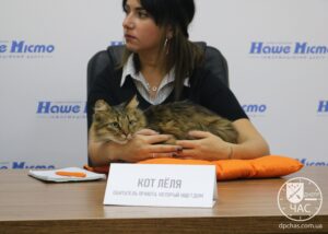 кот