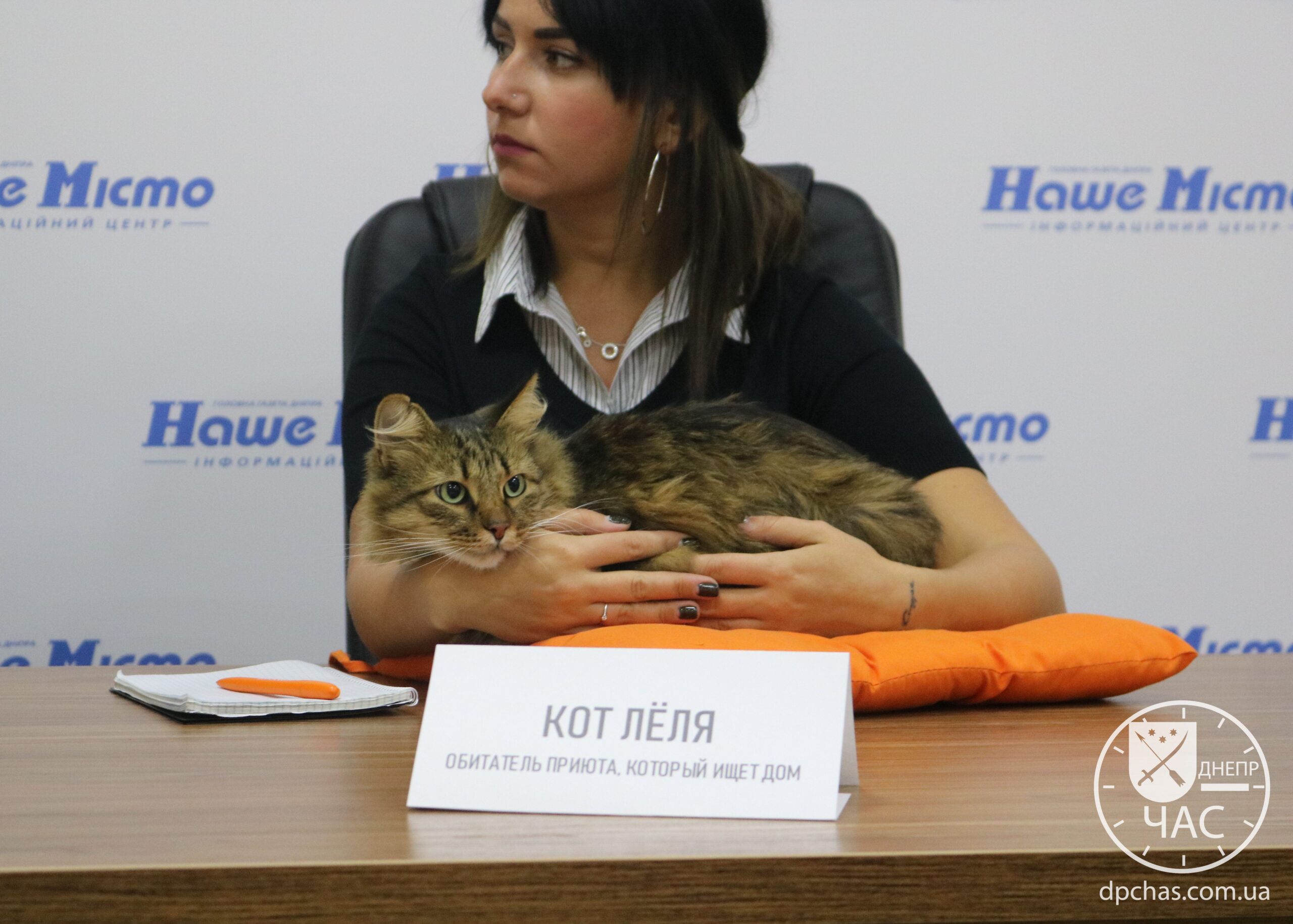кот