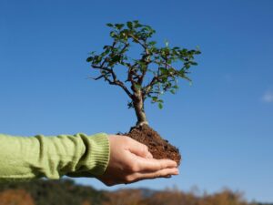 instrukcii-dlja-posadki-sazhencev