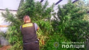 На Днепропетровщине полицейские изъяли «марихуану» и коноплю на 1,2 млн. гривен (видео)