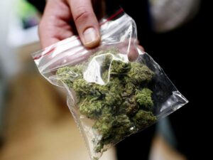 конопля, фото из открытых источников