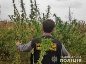 В Днепровском районе полицейские обнаружили посев конопли (видео)