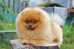 kopiya_tuchapiya-img_4095
