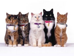 Какие породы кошек предназначены знакам Зодиака