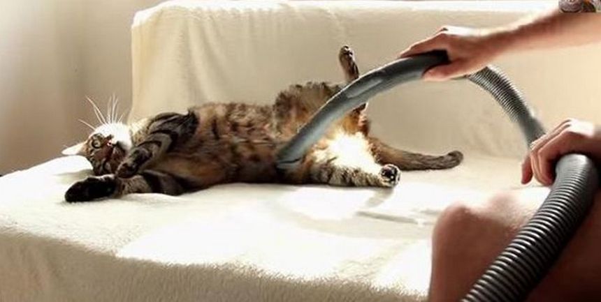 кот любит пылесос