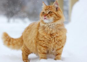котонек, фото из открытых источников