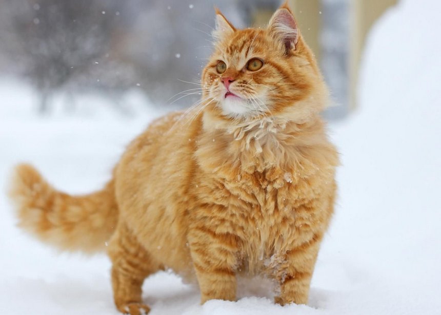 котонек, фото из открытых источников