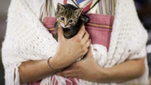 кот на руках, фото из открытых источников