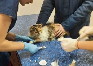 Не может пить, есть и дышать: в Днепре спасают кошку с опухолью ротовой полости