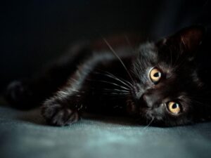 кот