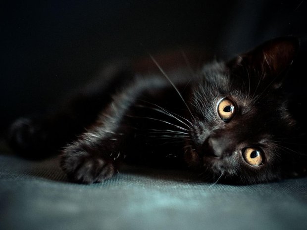 кот
