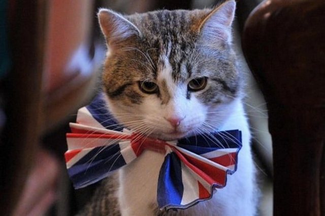 кот Палмерстон