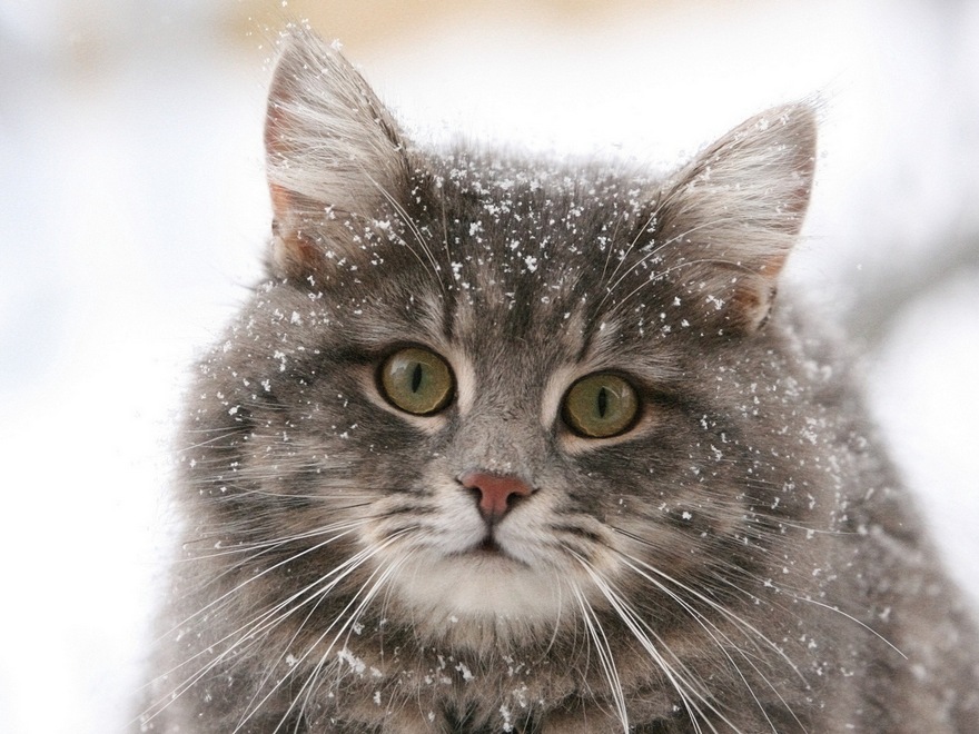 котик бездомный, фото из открытых источников