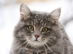 Необычная акция: днепрян приглашают на чаепитие с котами