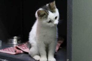 пострадавшие животные