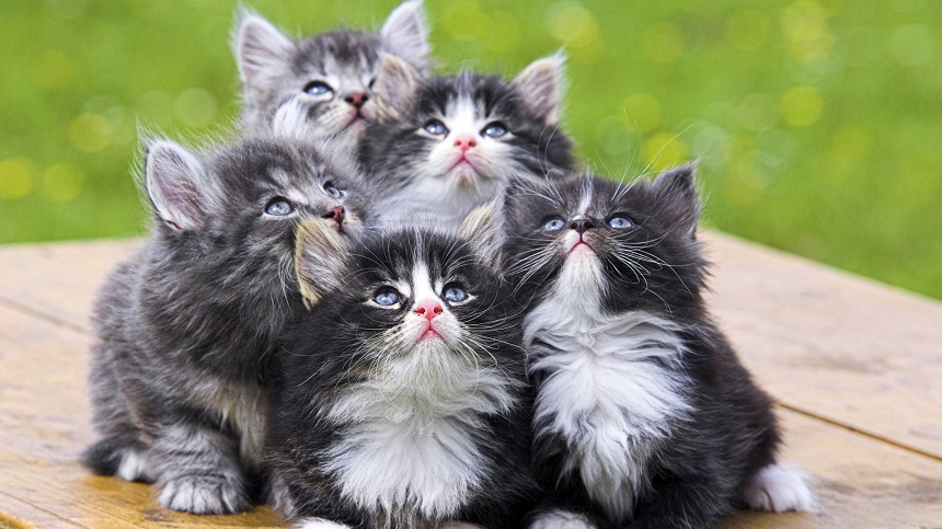 Котята