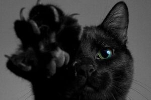 кот