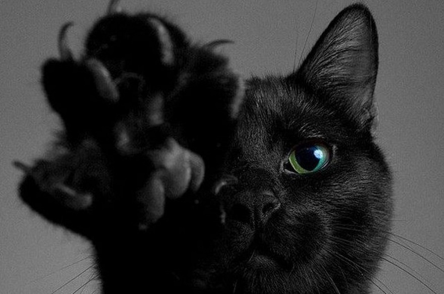 кот
