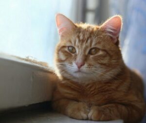 В Кривом Роге копы спасают котов