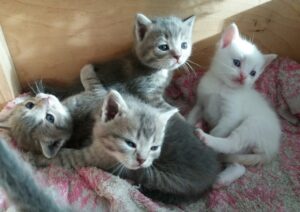 котята, фото из открытых источников