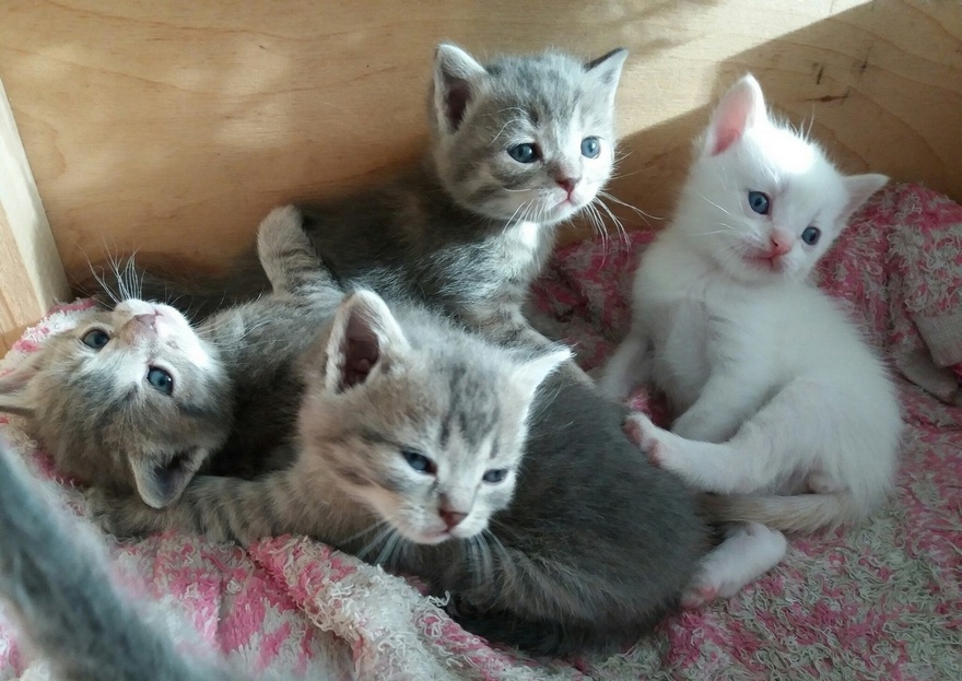 котята, фото из открытых источников