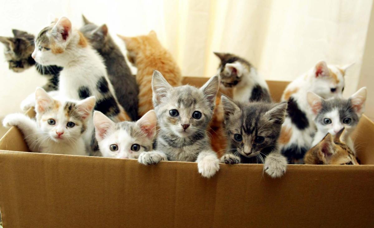 котята