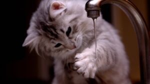 Кот пьет воду из крана