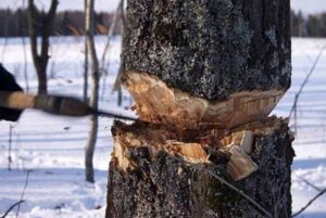 рубить лес, фото из открытых источников
